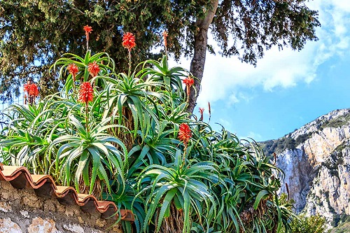 Aloe lanternă înflorită