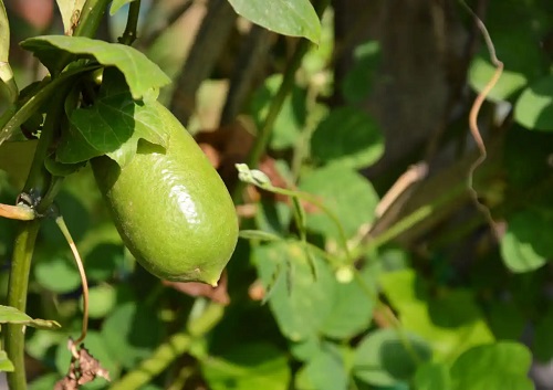 Arbore care produce lămâia caviar