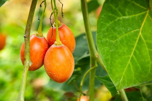 Beneficii oferite de tamarillo sau arborele cu roșii