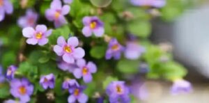 Bacopa sau isopul de apă: o plantă cu beneficii pentru memorie