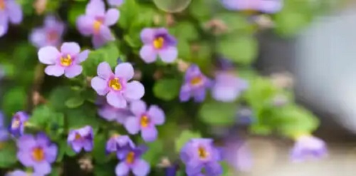 Bacopa sau isopul de apă: o plantă cu beneficii pentru memorie