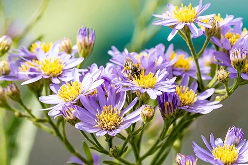 Boltonia pe lista de plante înalte cu flori