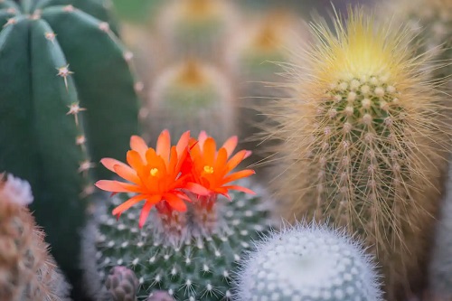 Cactus înflorit