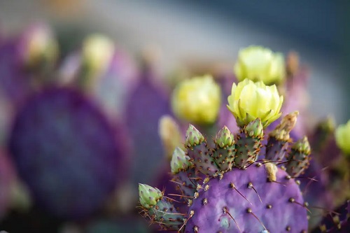 Cum faci cactușii să înflorească