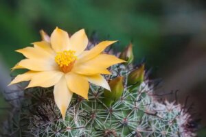 Arta de a face cactușii să înflorească: 6 sfaturi practice