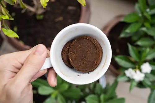 Cum se folosește cafeaua măcinată pentru plante și ce beneficii are?