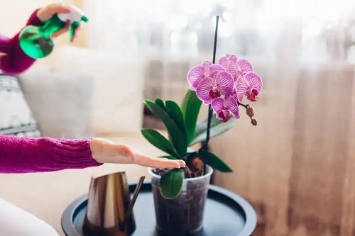 Cele mai frumoase 7 orhidee pentru a decora casa