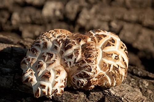 Ciuperci comestibile