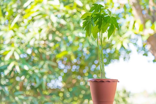 Cum se cultivă papaya acasă în ghiveci
