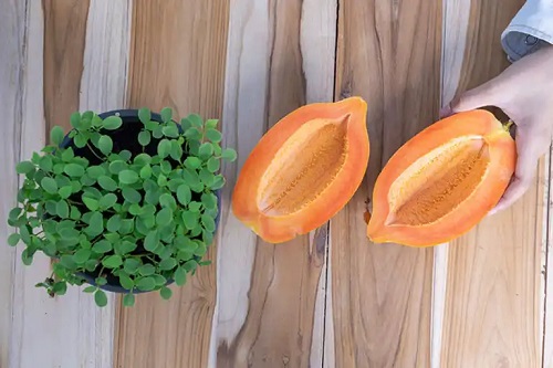Cum se cultivă papaya acasă: recoltă în mai puțin de 1 an