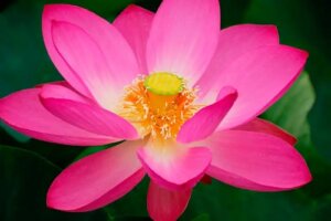 Cultivarea florii de lotus acasă