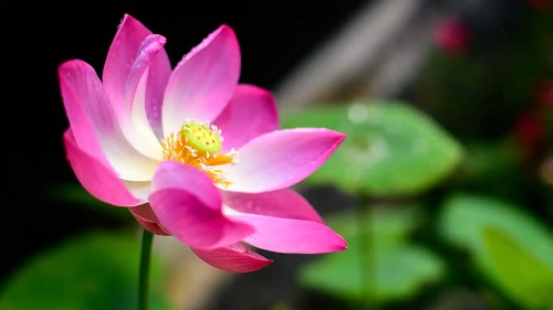 Cultivarea florii de lotus în acvariu