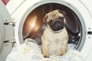 Curățarea patului animalului de companie: 5 sfaturi pentru dezinfectare