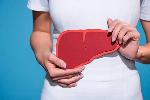 Machetă a unui ficat