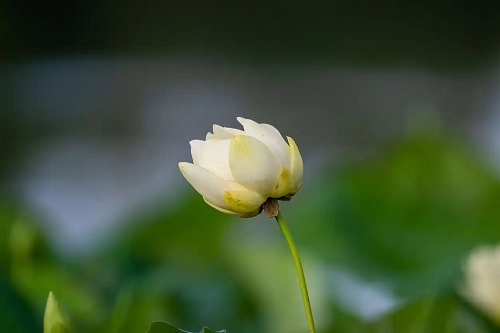 Floare de lotus albă