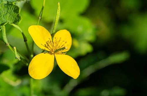 Floare de rostopască cu diverse beneficii