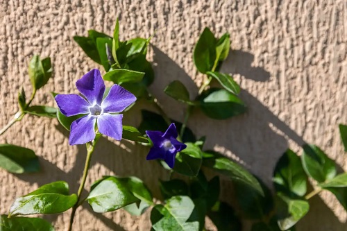 Floare de vinca sau saschiu mov
