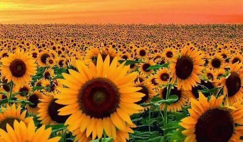 Câmp de floarea soarelui
