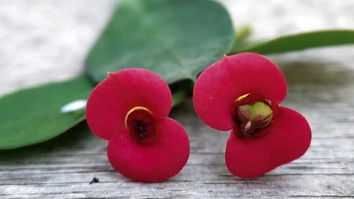 Flori ale plantei coroana lui Iisus