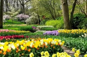 8 flori de primăvară pentru o grădină plină de culoare