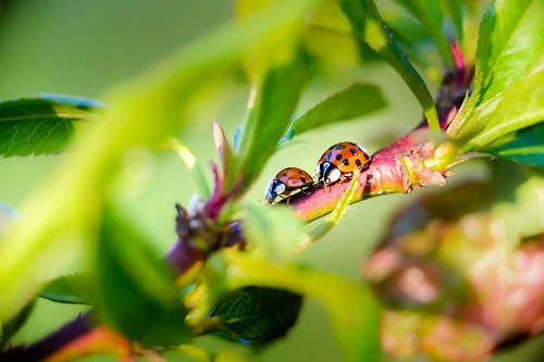 Florile parfumate atrag animalele polenizatoare