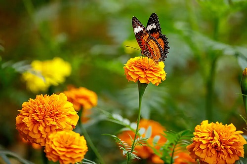 Fluture stând pe o floare