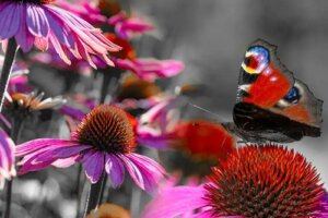 Cum să atragem fluturii în grădină: plante, îngrijire și sfaturi