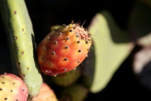 Fruct de nopal