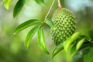 Frunza de graviola: proprietăți nutritive, utilizări și preparare