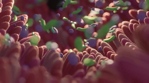 Horchata este recomandată pentru microbiota intestinală