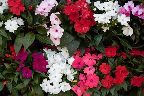 Flori Impatiens
