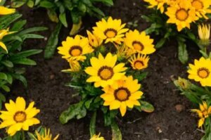 Cultivarea și îngrijirea gazaniei pentru a înflori mai mult