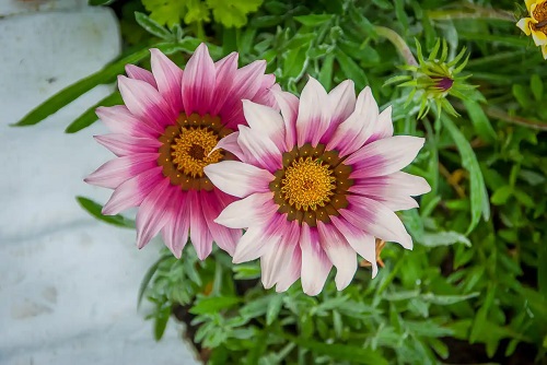 Îngrijirea gazaniei în grădină