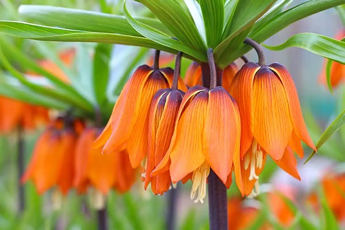 Flori de lalea imperială