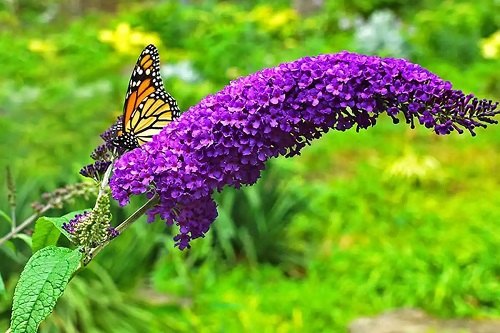 Liliac de vară înflorit