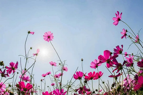 Mărărițe înflorite