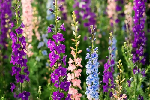 Nemțișorul pe lista de plante înalte cu flori