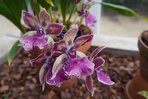 Orhideea Zygopetalum mov