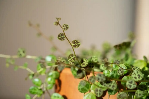Specia Peperomia prostrata