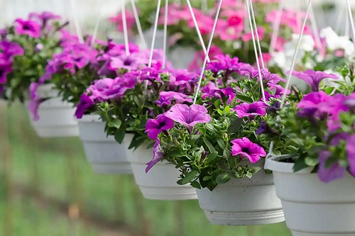 Petunia pe lista de plante cățărătoare rezistente la soare