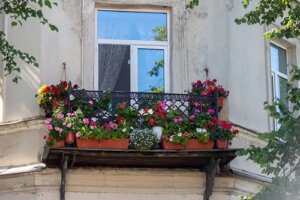 Cele mai bune 20 de plante cățărătoare rezistente la soare