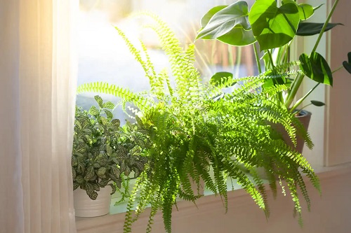 Plante verzi la geam
