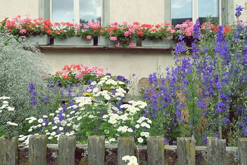 10 plante înalte cu flori pentru o grădină deosebită