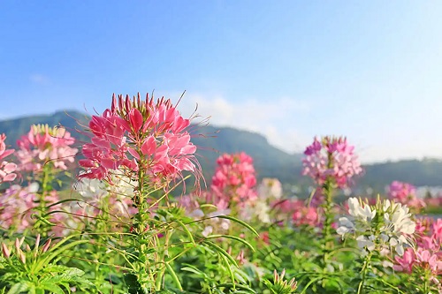 Plante înalte cu flori
