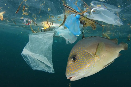Plasticele de unică folosință poluează oceanele