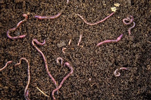 Râme în compost