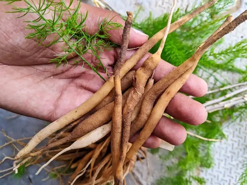 Shatavari: planta Ayurveda cu beneficii pentru sănătatea femeilor