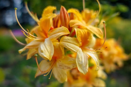 Tipuri de azalee cu flori portocalii