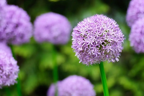 Usturoi ornamental pe lista de flori de primăvară