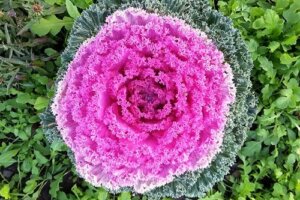 Varza ornamentală: sfaturi pentru cultivare și culori vii